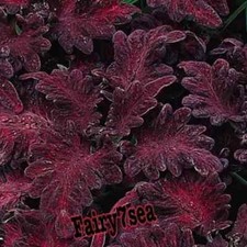 Coleus Seeds - Coleus Painted Nettle - Black Dragon, Flame Nettle