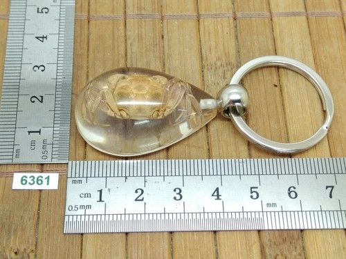 Porte-clés en résine de qualité avec VRAI crabe - taxidermie insecte keychain - 第 1/6 張圖片
