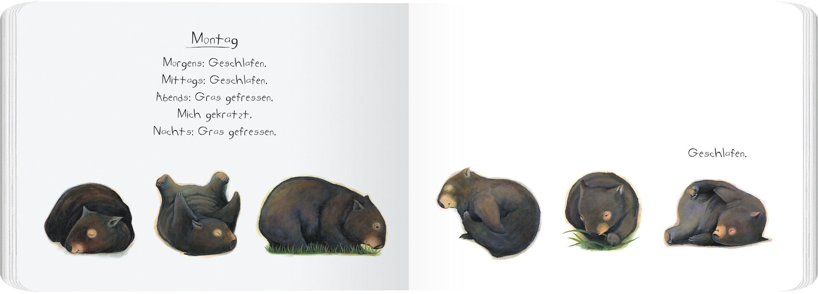 Thumbnail - Tagebuch Eines Wombat | Pappbilderbuch | Jackie French | Buch | 28 S.