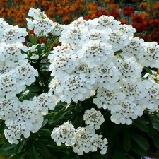 Iberis masterpiece plug plants garden evergreen white flower candytuft pack