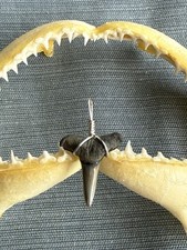 SHARK TOOTH PENDANT..fossilized 7/8 inch lower Lemon from Venice Florida.