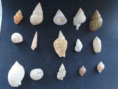 #DDD200 Mix of 15 small/medium size Land, Sea, & freshwater 18-43mm snail shells