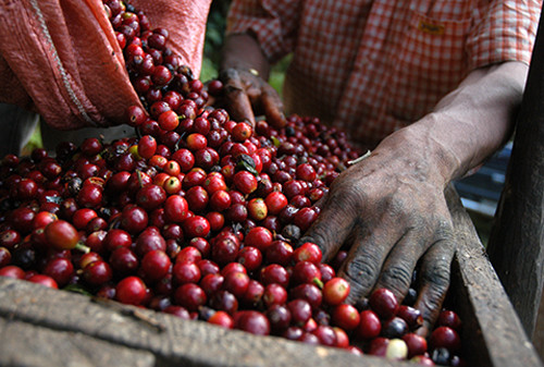 2 lb, 5 lb, 10 lb Single Origin East Timor Fresh Roasted Coffee - Organic
