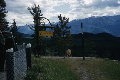 35mm Slide 1950s Red Border Kodachrome Deer at Viewpoint in Rocky Mountains