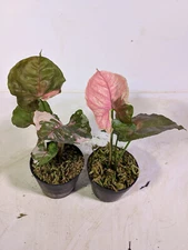 Real Picture Syngonium Strawberry Ice Galaxy Variegated 2 Pot by DHL Express