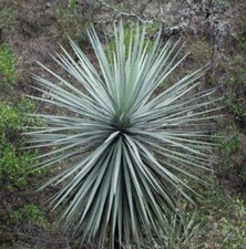 Dasylirion lucidum -  - NO Encephalartos cycas