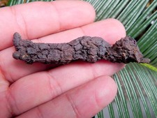 Turtle Poop Fossil Eocene Turtle Coprolite Fossil Turtle Poop From Madagascar 