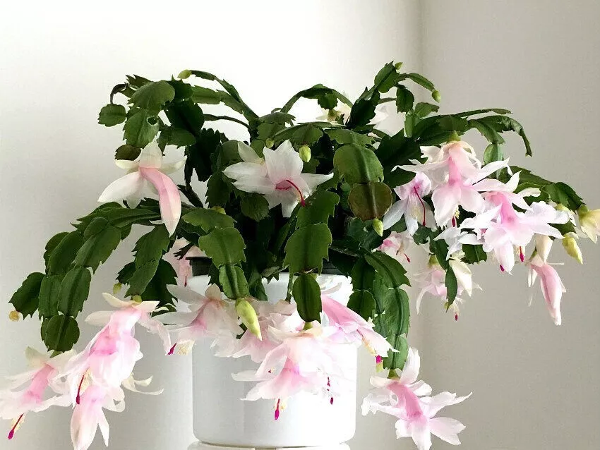 White Christmas Cactus Unrooted Cutting currently it is not