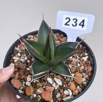 Rare 1pcs Pot 14cm Cacti Agave ghiesbreghtii  WYSIWYG Garden Boutique Decor