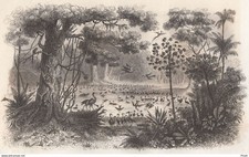 Amérique L'étang des oiseaux près Le Rio Francisco - Gravure originale XIXe