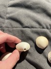 Six Shells with Holes West Palm Beach Florida — photo 3