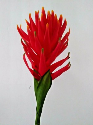 30'' Orange/Red tropical bromeliad blossom stem
