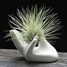 Air Plant Holder Cute Ceramic Mini Hand Shape Stand Airplants Tillandsia Small C