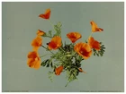 California, Poppies Vintage photochrom print by Detroit Photochrom Compagny ph