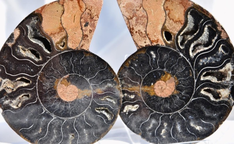 Large Black Ammonite PAIR Crystals 172gm Dinosaur age FOSSIL 90mm 3.5" 2505yy