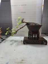 Vitex negundo (A living bonsai will sprout new buds when placed indoors)