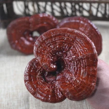 Dried Wild Lingzhi Purple Ganoderma Lucidum Herbal Reishi Mushroom 500g