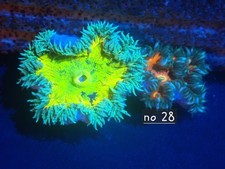 Rock Flower Anenome No 28