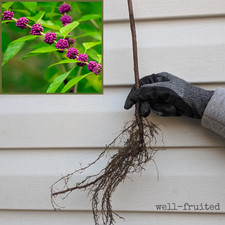 LARGE 2 YR OLD! American Beautyberry Plant (12-14") Callicarpa Live