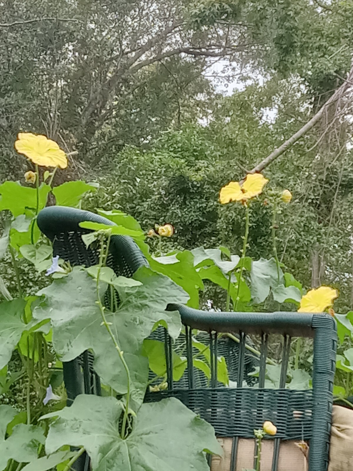 15 Luffa Sponge Gourd Seeds aka Dishcloth Gourd, NON-GMO Free shipping