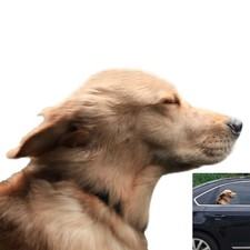 Riders Golden Retriever Car Sticker Window Decal for Retriever right 
