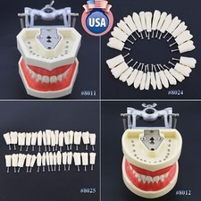 Kilgore Nissin 200 Type Dental Typodont Model 32 28PCS Removable Teeth Screw-in