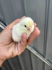 Dark Speckled Olive Hatching Eggs 12+ Hatching — photo 2