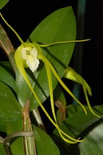 Dendrobium tetragonum var. album 2, 8 spikes  