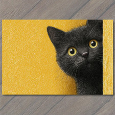 STICKER Black Cat Peeking Around Corner Yellow Wall Cute Curious Feline Humor