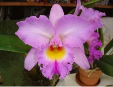 Rlc Donna Kimura ‘Paradise Tami’ X Helen Brown ‘Sweet Afton’ Orchid Eros 4" Pot