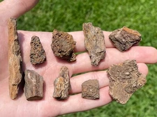 Hell Creek Fossil Triceratops Bone ONE PER PURCHASE Cretaceous Dinosaur Bone