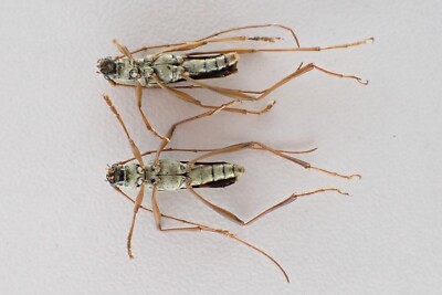 標本 Brazil Homoptera 23mm-24mm only one Saxe Blue | Croft Pioneer