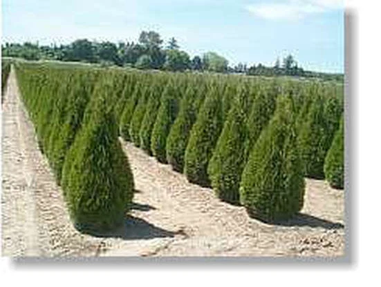 Thuja Smaragd 80 100 online kaufen | eBay.de