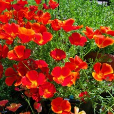 Red Chief California Poppy Seeds Heirloom Non-gmo Free Shipping 1229 Red Chief California Poppy Seeds Heirloom Non-gmo Free Shipping 1229
