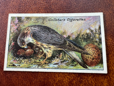 Gallaher - Vogelnester & Eier Serie 1919 - Merlin #70