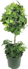 English Ivy Globe - Live Plant in a 6 Inch Pot - Hedera Helix
