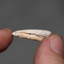 Turtle Reptile Claw - from the Famous Hell Creek Formation Cretaceous - Nice!