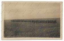 WW1 photo Seaforth Highlanders believe 7th Battalion, Scottish soldiers, Glasgow