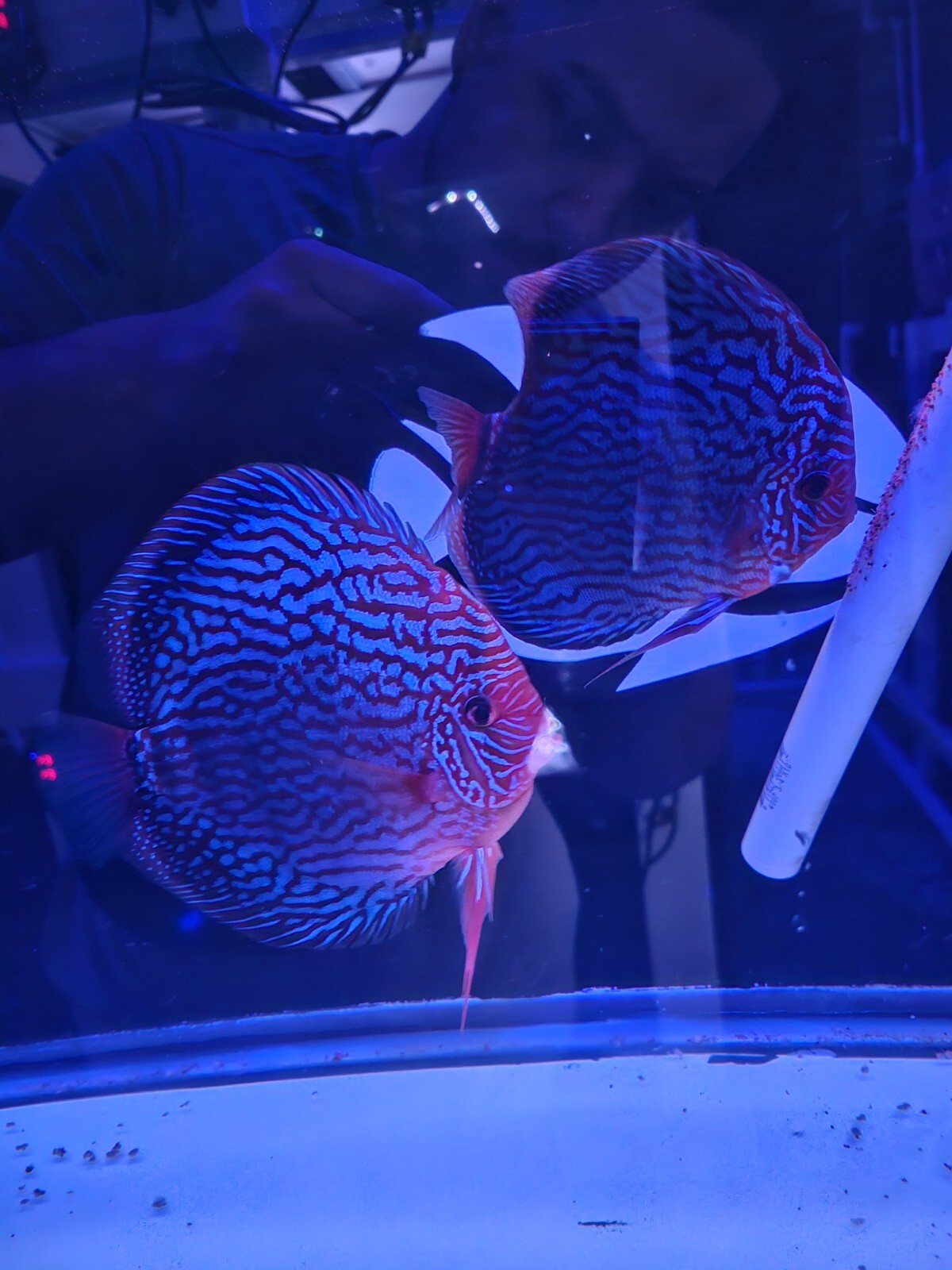 Live Discus Pack of 1 Live Discus Fish - Jumbo Altum Flora Discus 7