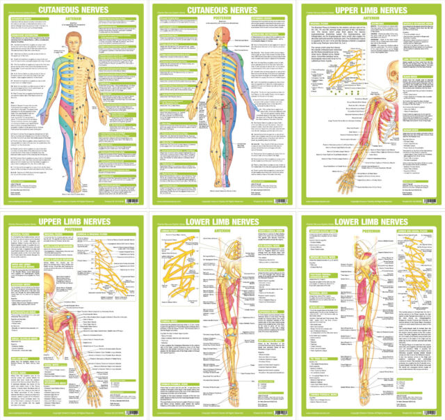 Anatomy Charts And Posters