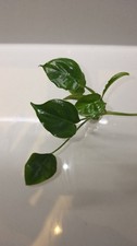 Philodendron Burle Marx Rooting