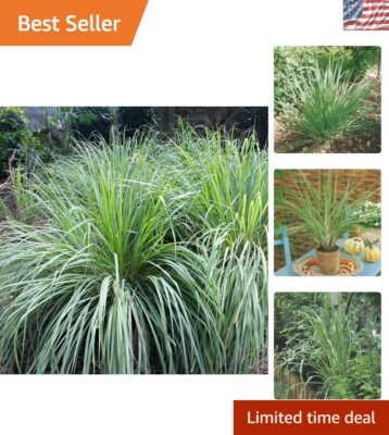 Quality Heirloom Lemon Grass Seeds - 1000 Non-GMO Seeds for Outdoor Planting  | eBay