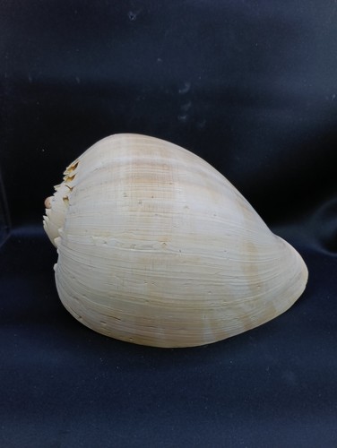 Giant, heavy 10" melo diadema bailer sea shell Collector #12610 - Imagen 2 de 4