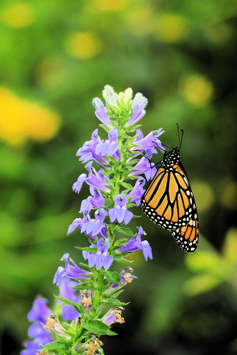 500 GREAT BLUE LOBELIA Upright Lobelia Siphilitica Flower Seeds