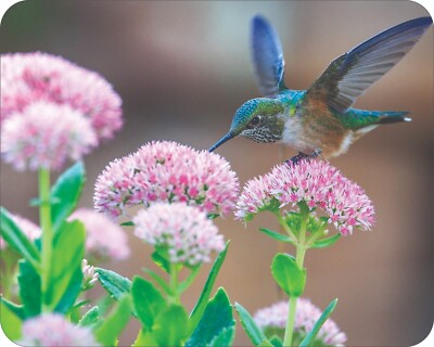 HummingBird Wild Life Flower Art Colorful  Art Mousepad 7 x 9 Art mouse pad