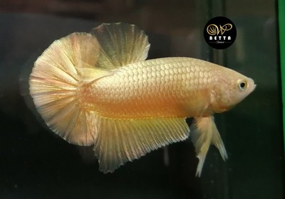 live betta fish ebay
