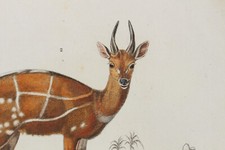 Gravure XIX è Mammifères d'Orbigny  - L'alpaca, antilope Guib - Werner