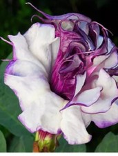 SEEDS, Mixed 50 WHITE AND PURPLE Angel Trumpet, Beautiful Pot/outdoor Plant