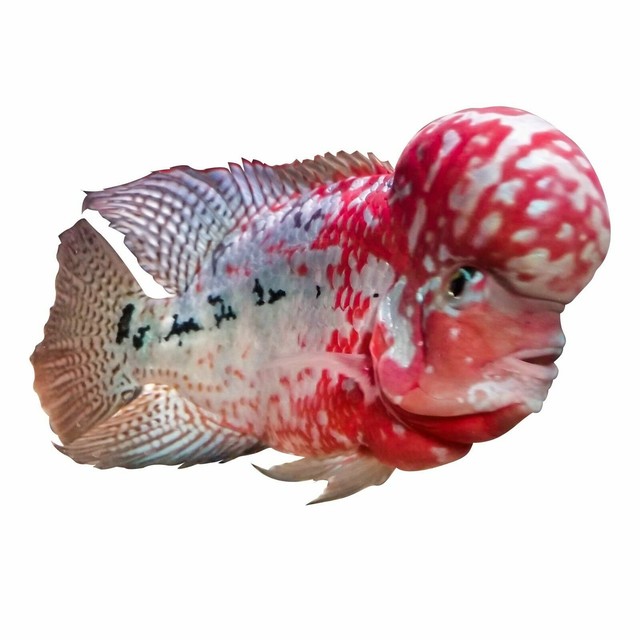 Mass Effect Flowerhorn Food For kok Growth. excalibur 1/2lb 3mm floating eBay