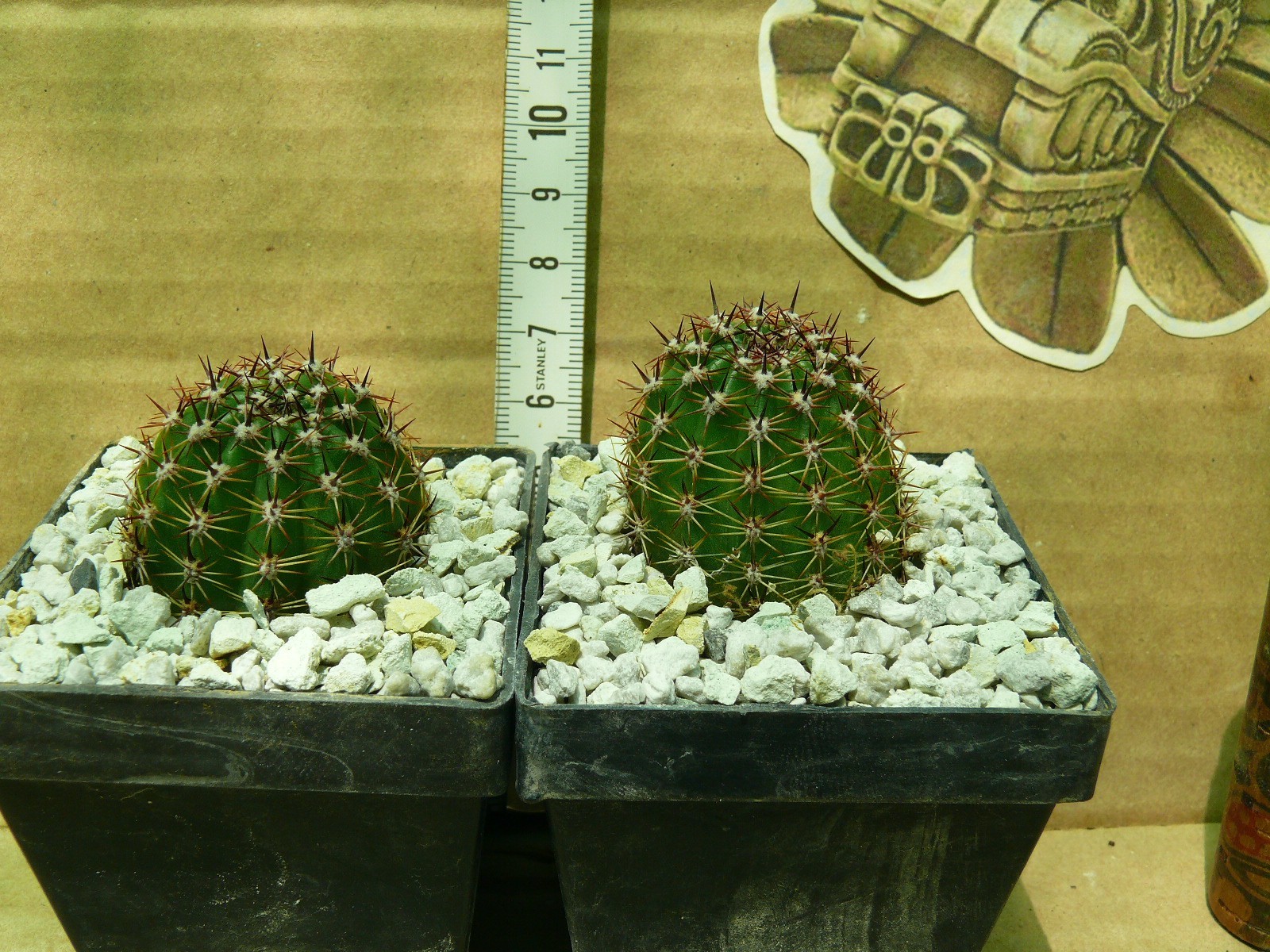 Picture 3 of 7